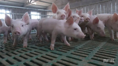 <strong>绘就“三农”新画</strong>